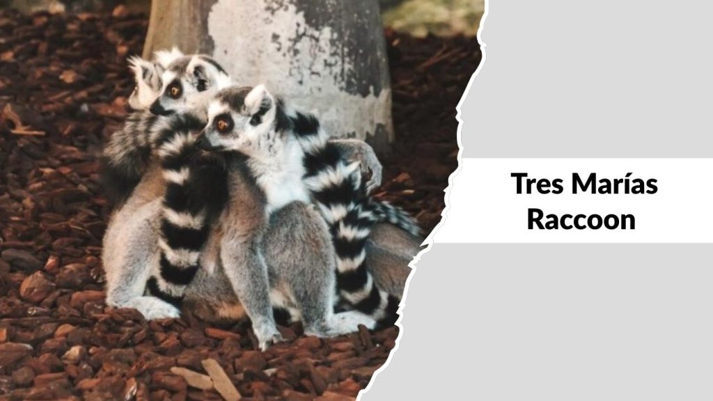 Tres Marías Raccoon (Procyon insularis)