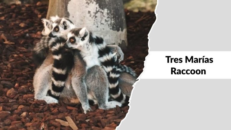 Different Racoons 14 Types of Raccoons: Species Identification with Pictures