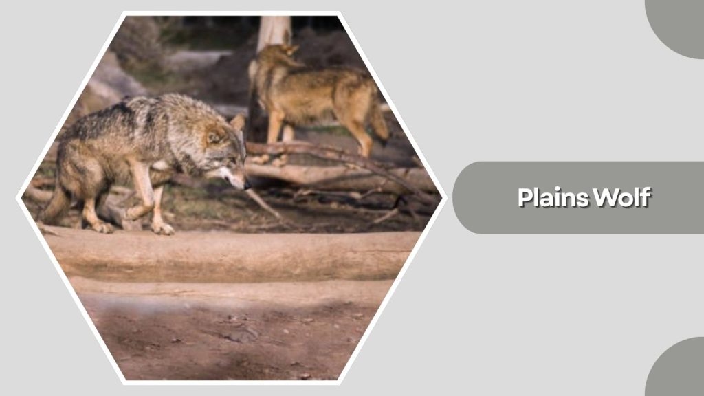 Plains Wolf