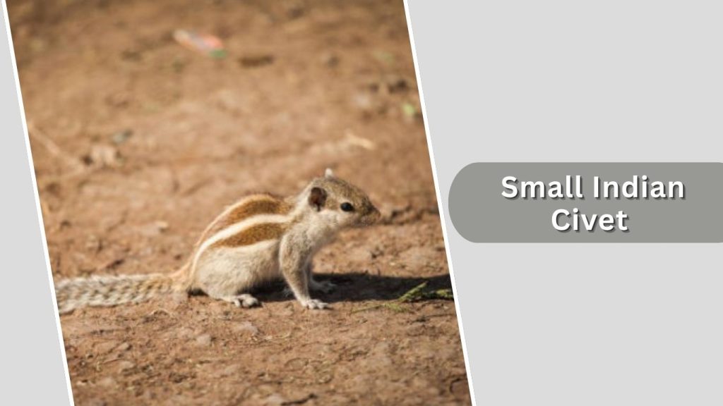 Small Indian Civet