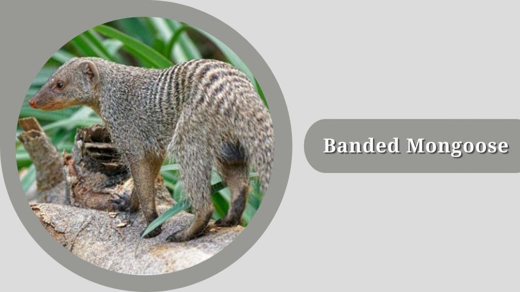 Banded Mongoose