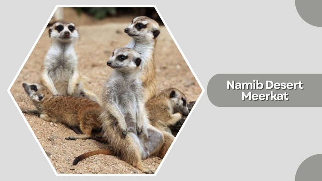 Namib Desert Meerkat