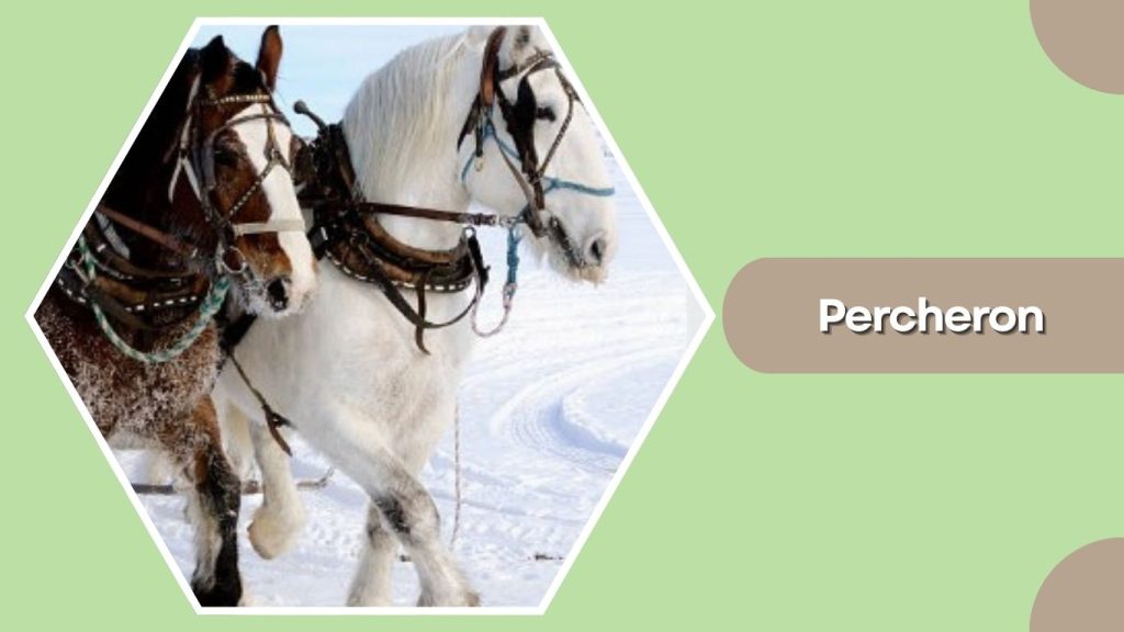 Percheron