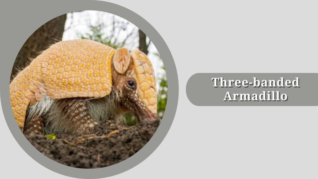 Three-banded Armadillo