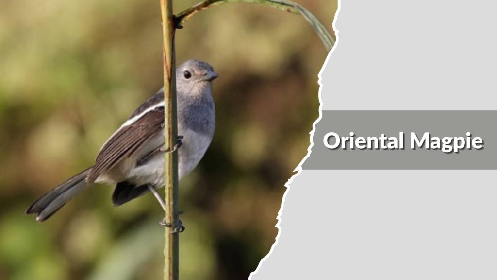 Oriental Magpie 