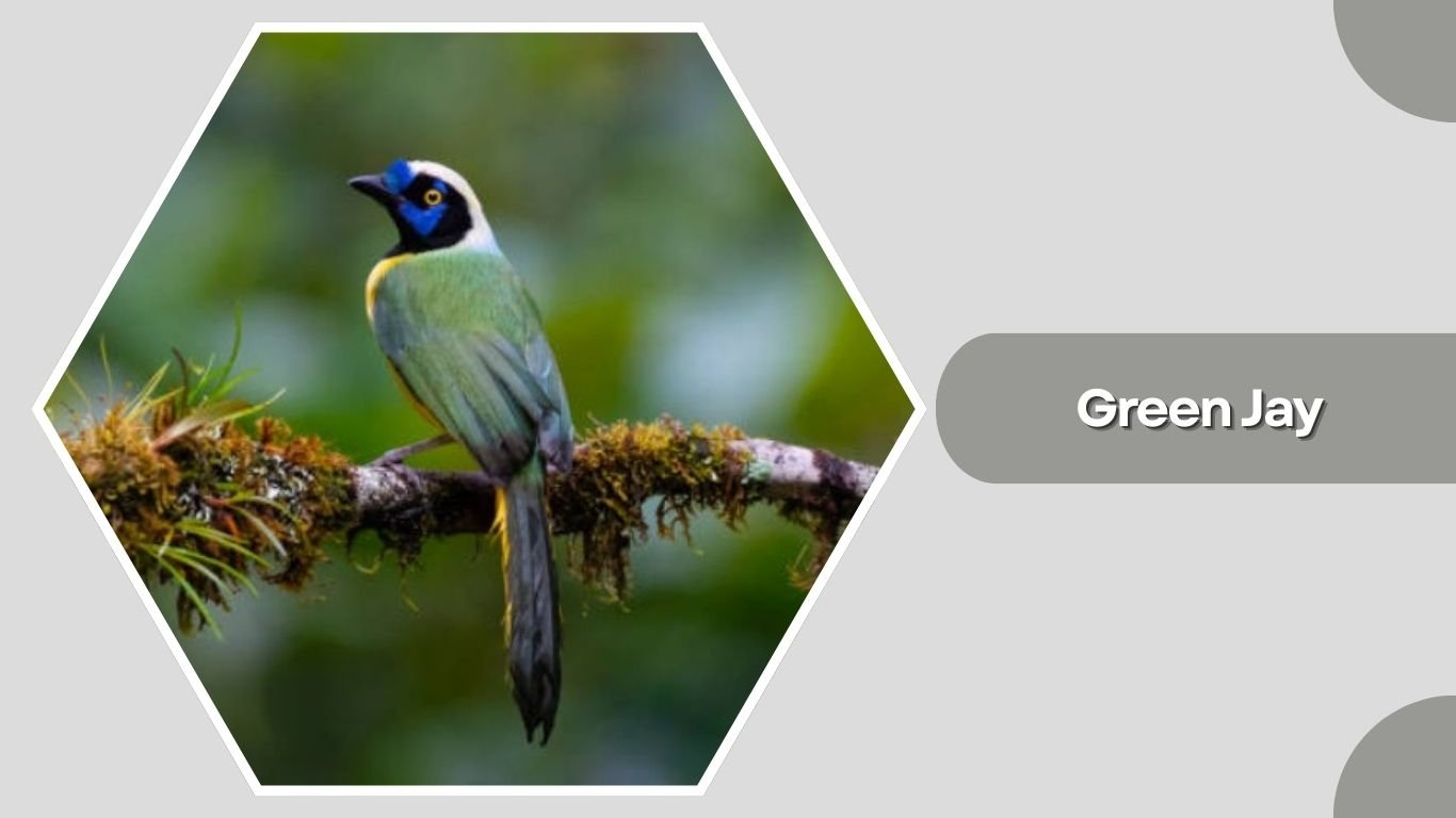 19 Types of Jay Birds Found Around the World (ID with Pictures)