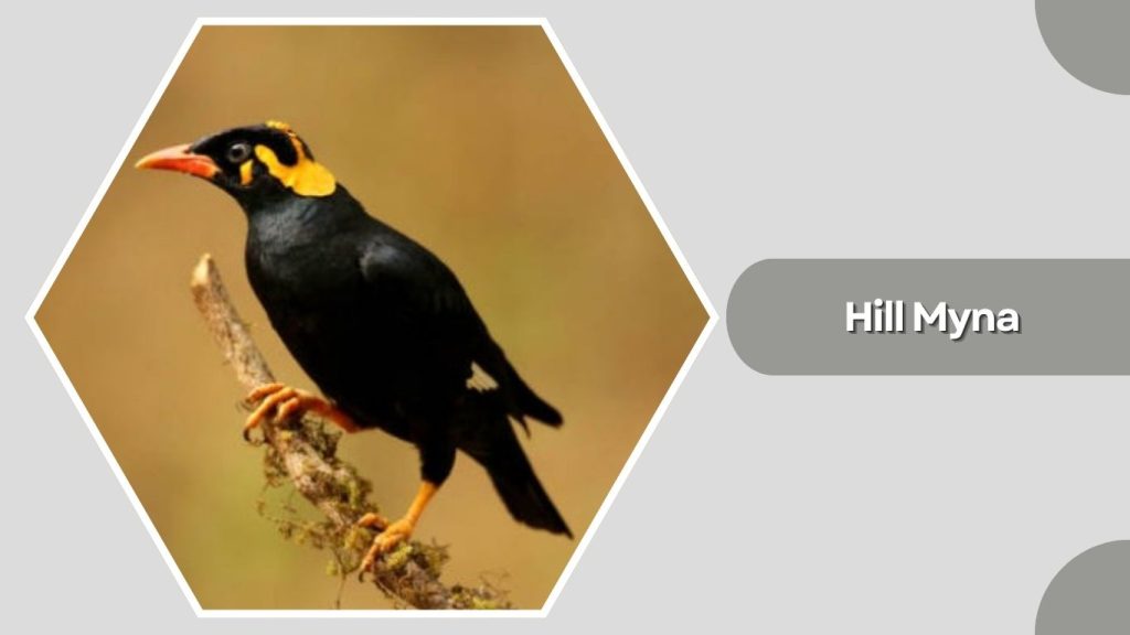 Hill Myna