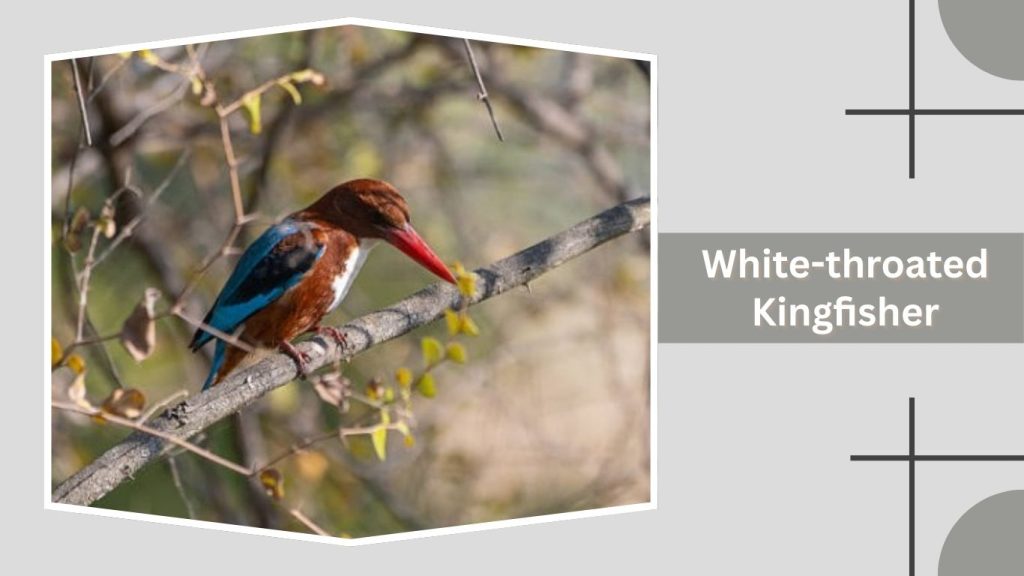 White-throated Kingfisher