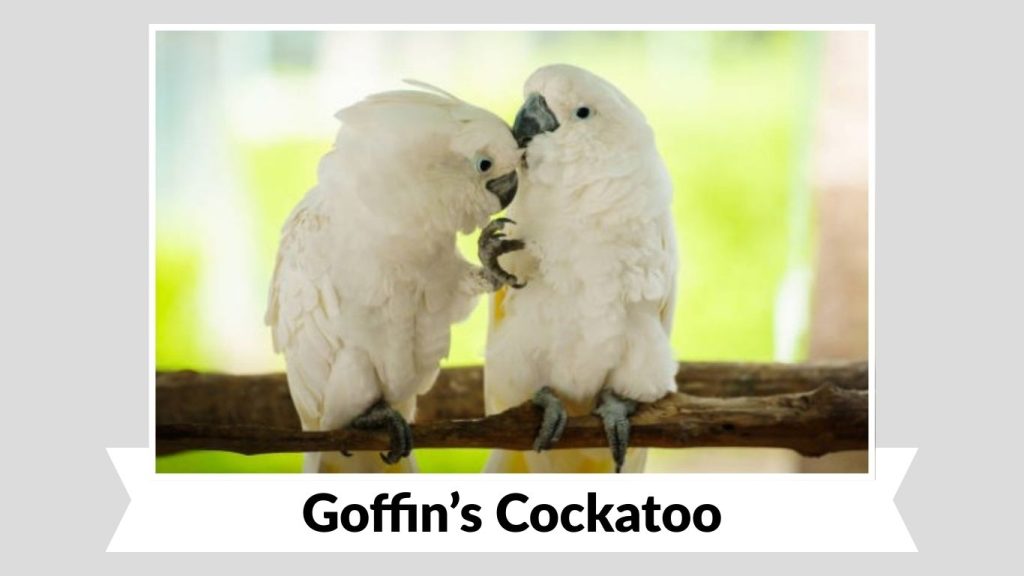 Goffin’s Cockatoo