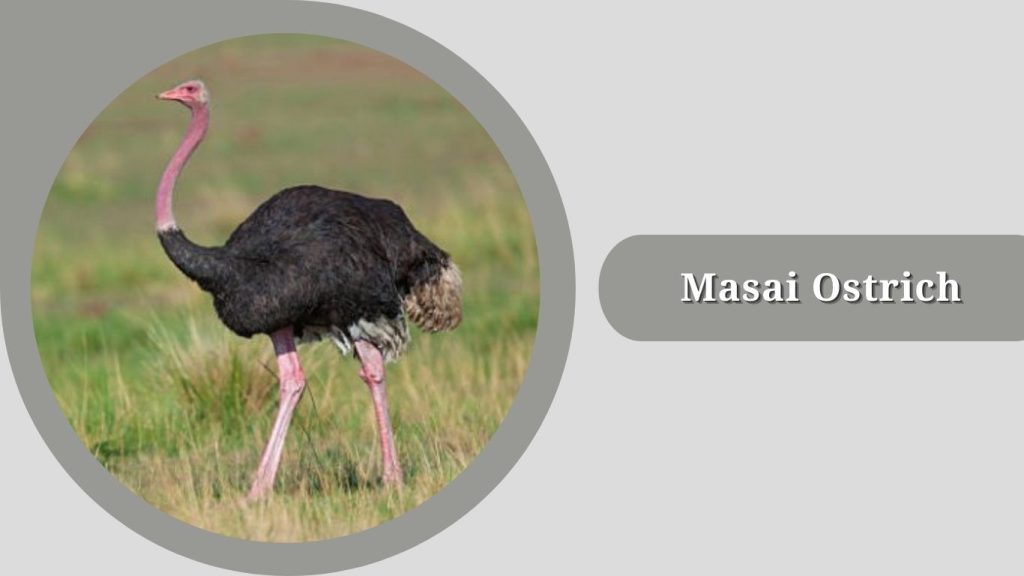 Masai Ostrich
