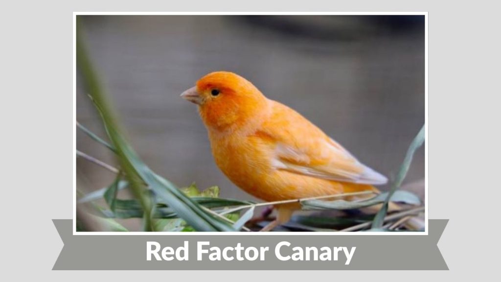 Red Factor Canary