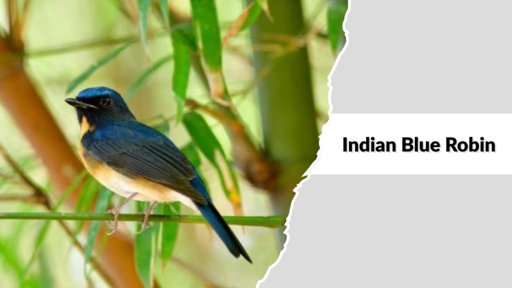 Indian Blue Robin