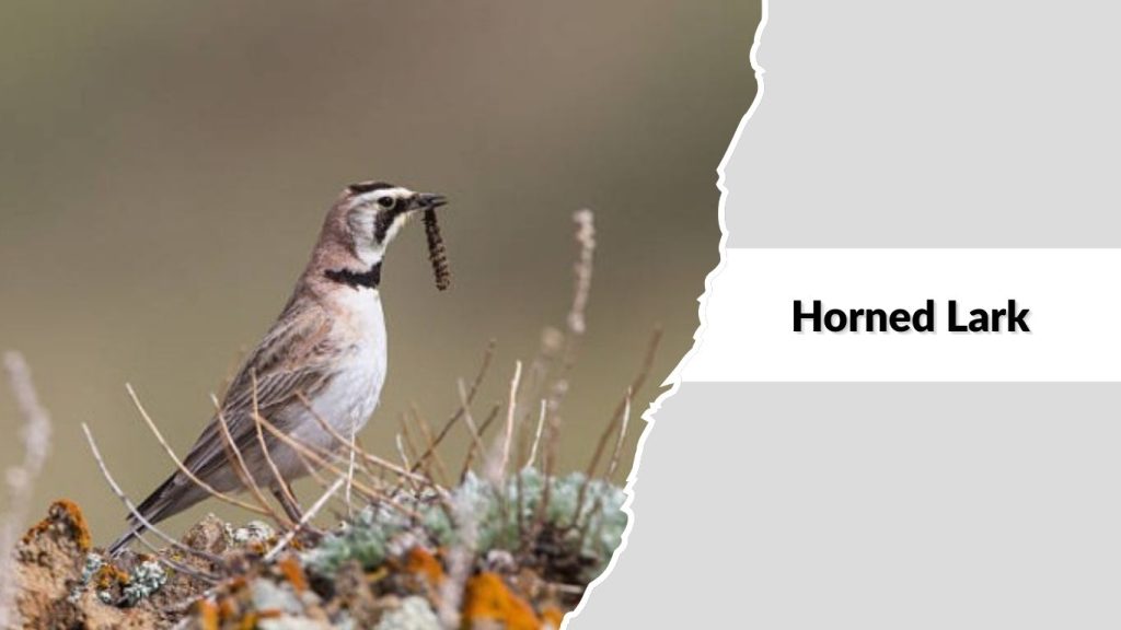 Horned Lark