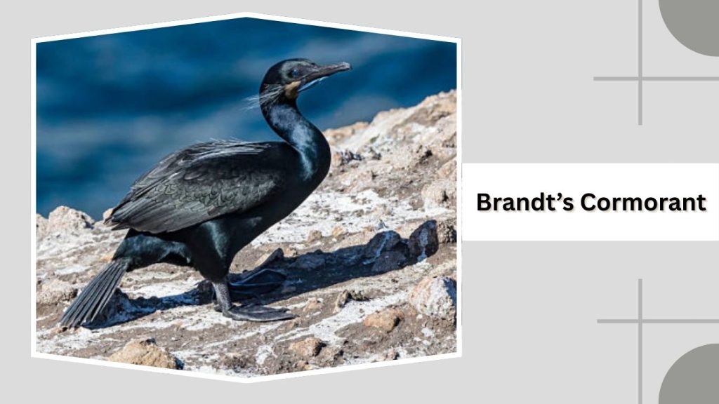 Brandt’s Cormorant