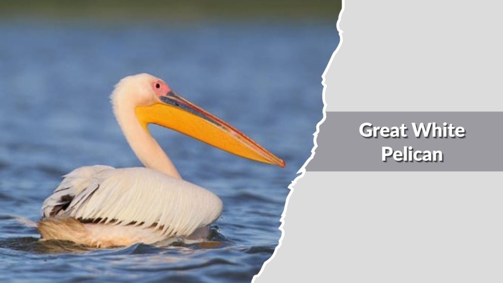 Great White Pelican