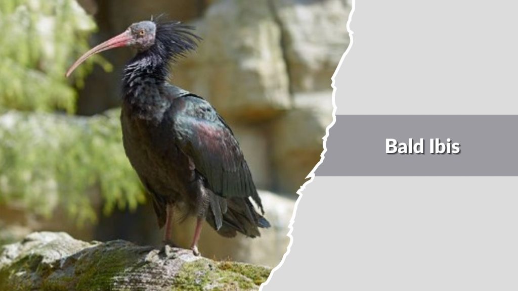 Bald Ibis