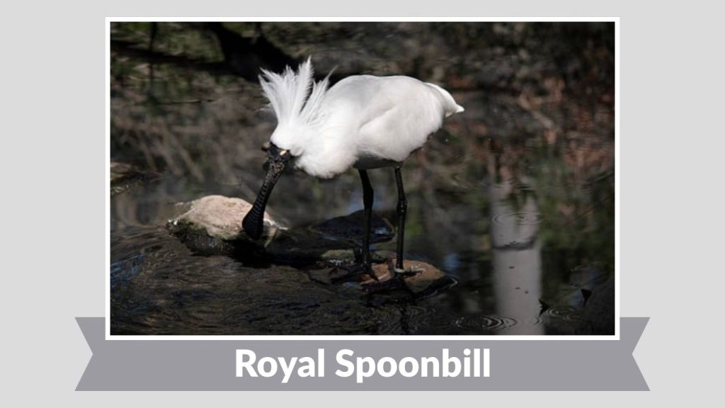 Royal Spoonbill