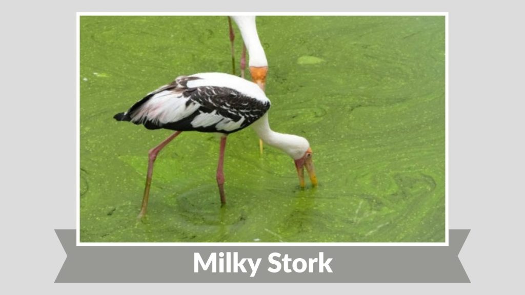 Milky Stork