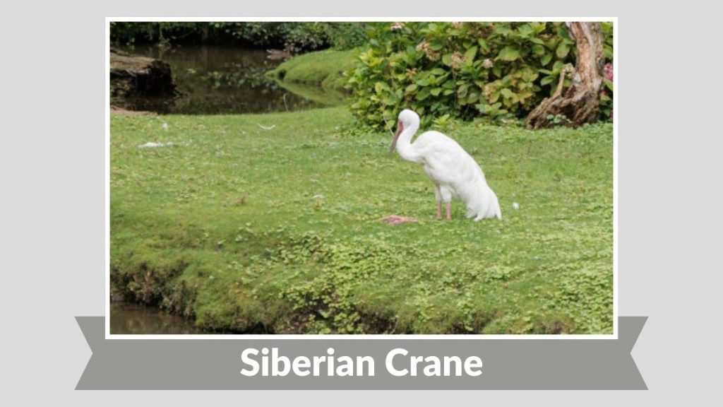 Siberian Crane