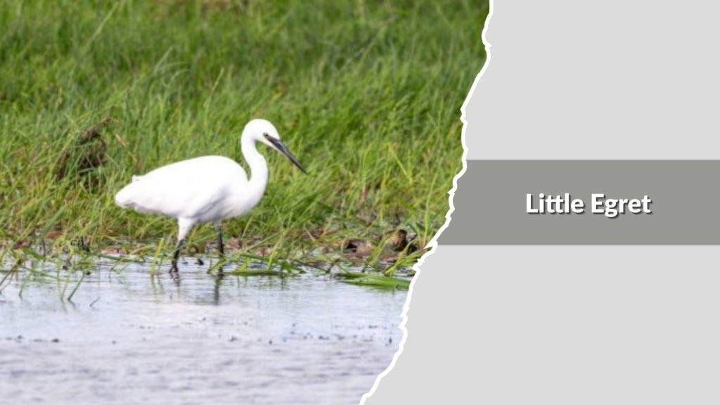 Little Egret