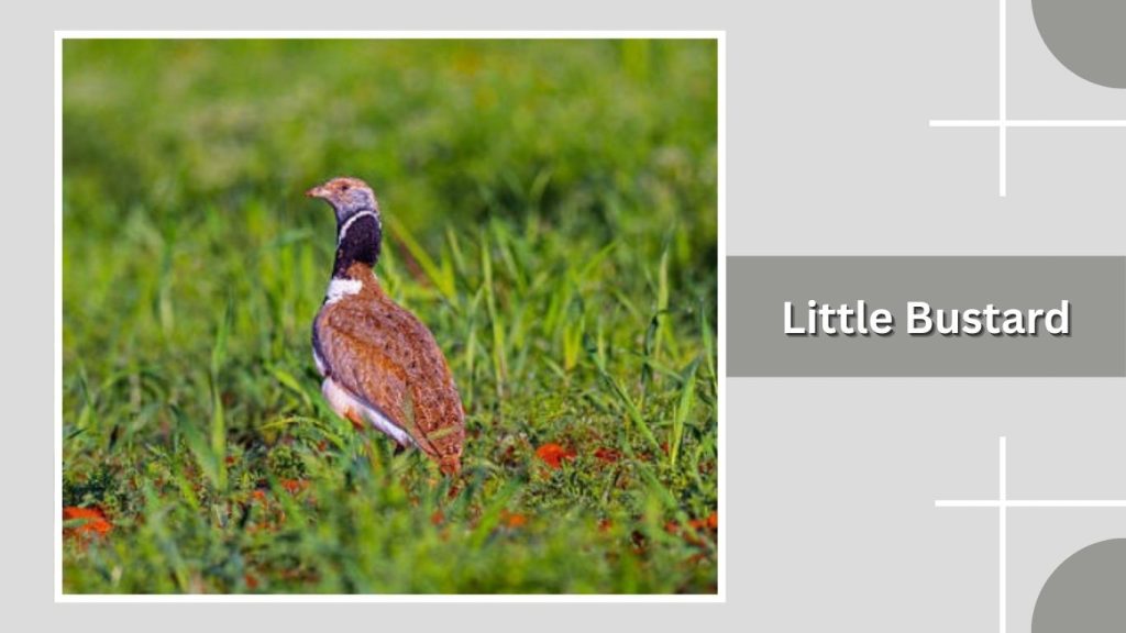 Little Bustard