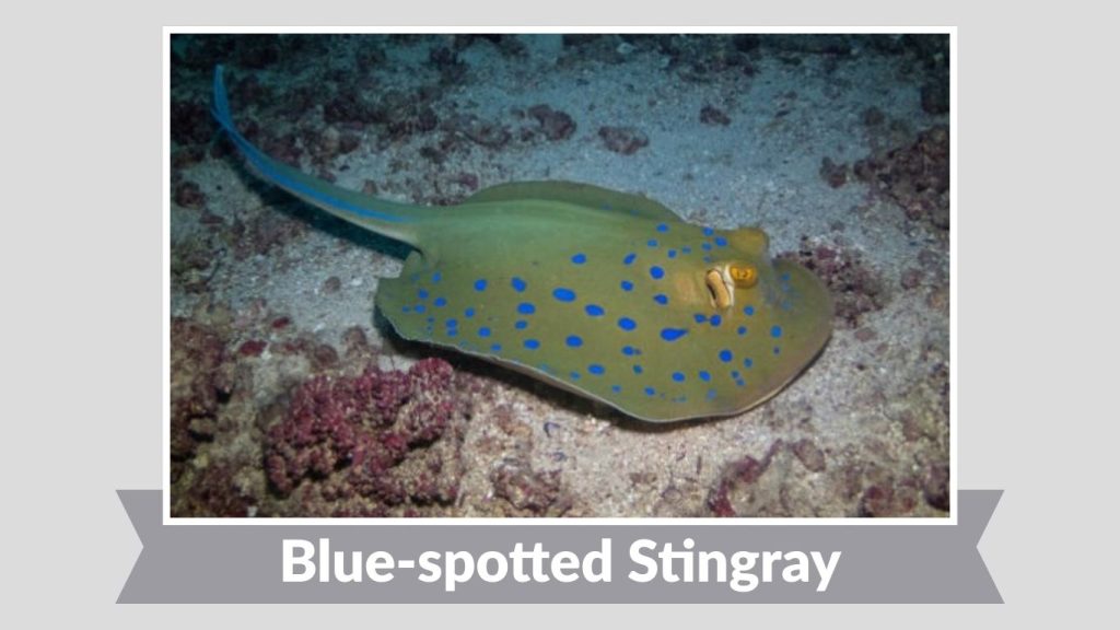 Blue-spotted Stingray