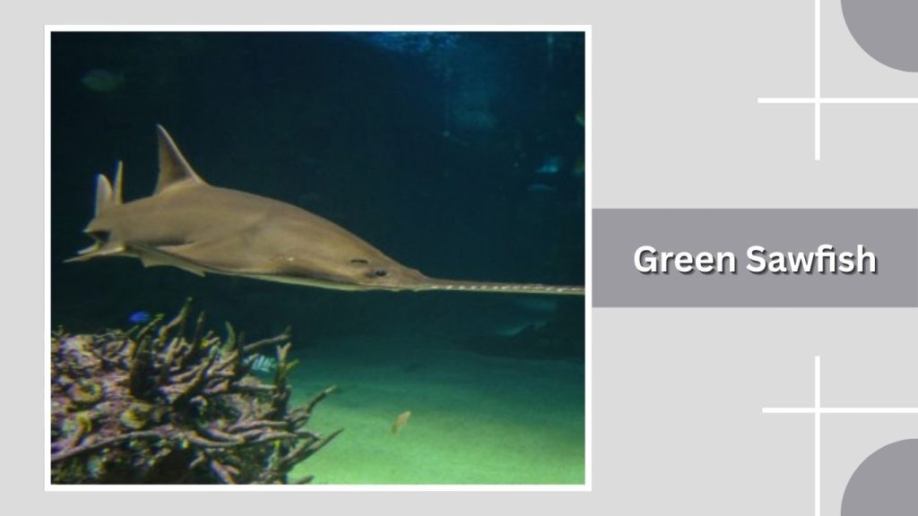 Green Sawfish