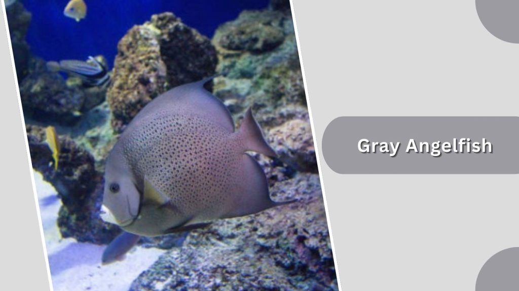 Gray Angelfish