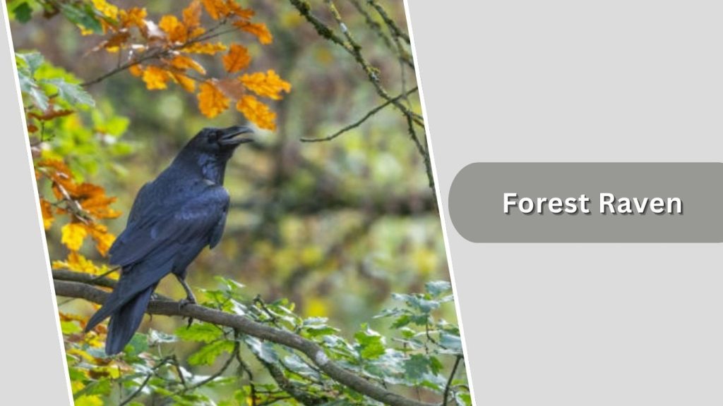 Forest Raven