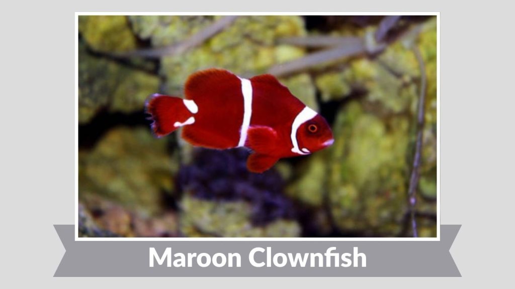 Maroon Clownfish