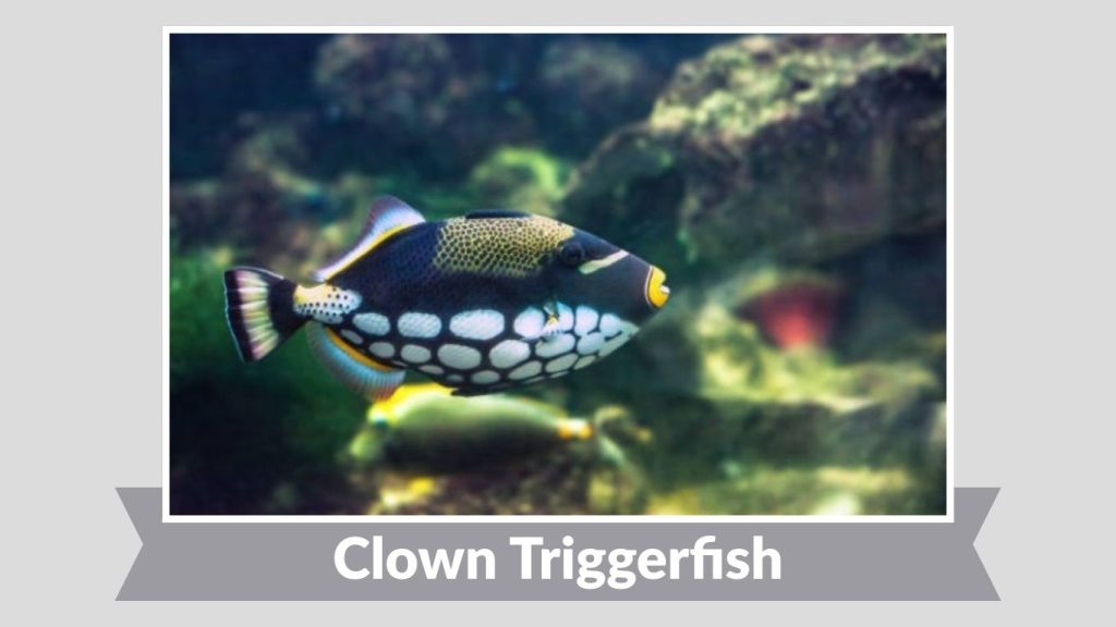 Clown Triggerfish