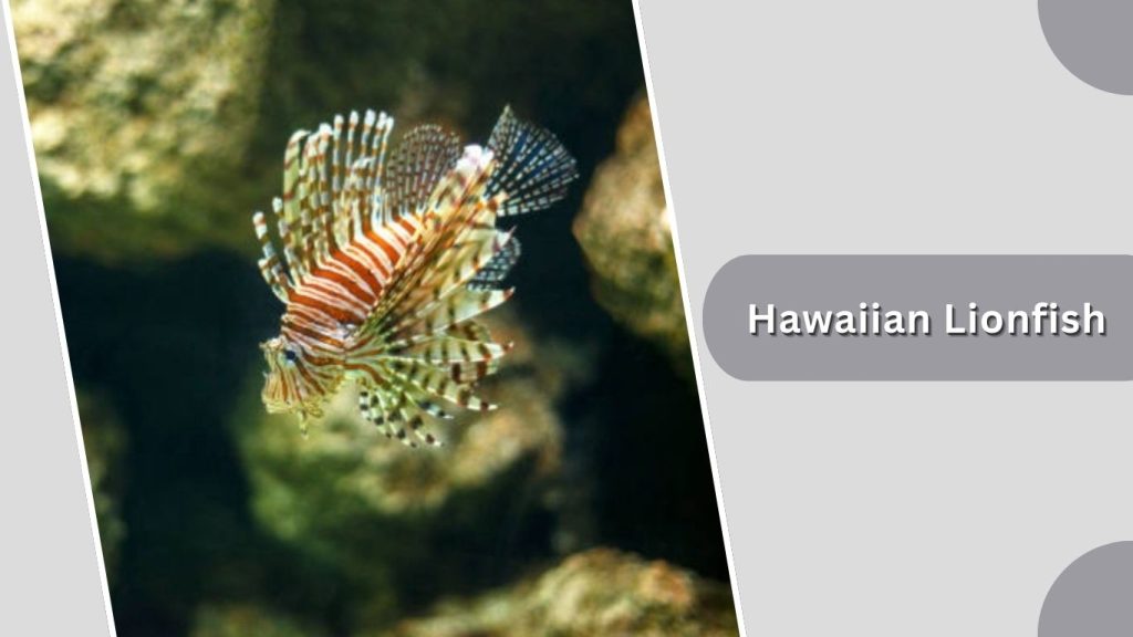 Hawaiian Lionfish