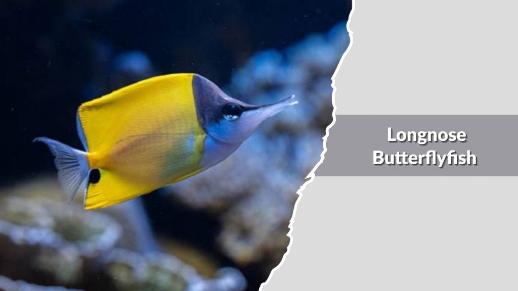 Longnose Butterflyfish