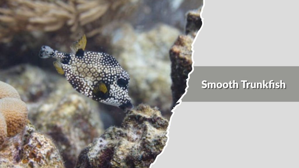 Smooth Trunkfish