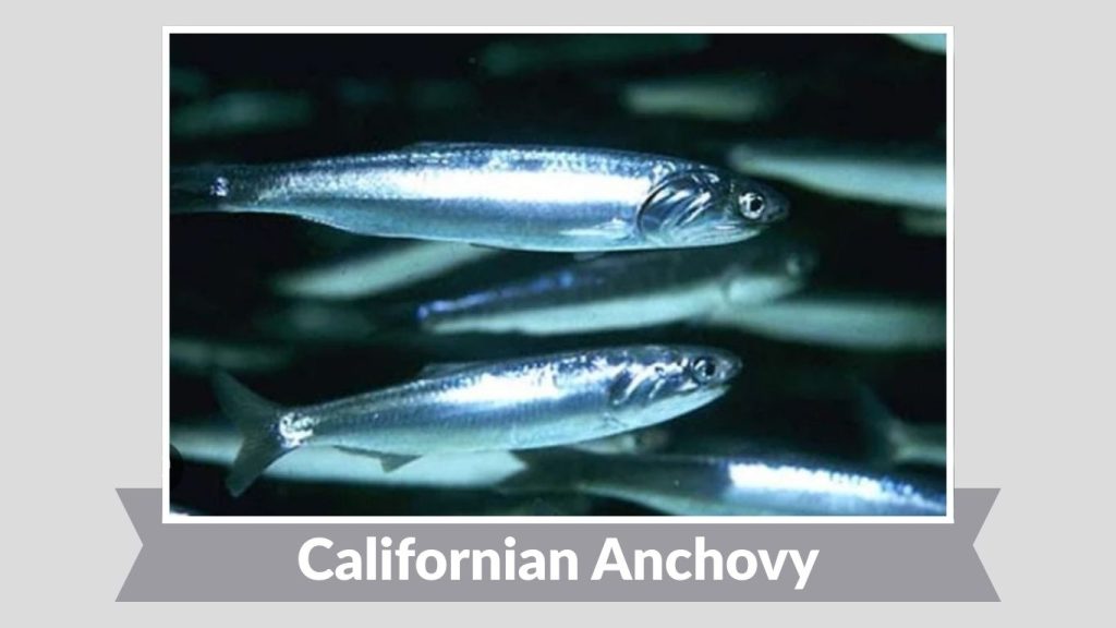 Californian Anchovy