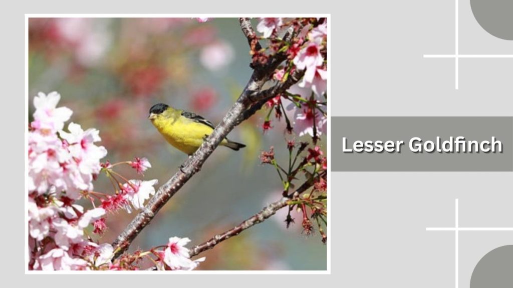 Lesser Goldfinch