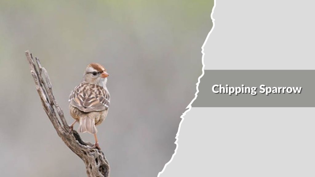 Chipping Sparrow