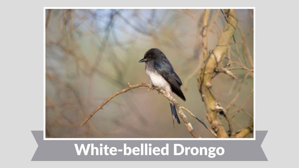 White-bellied Drongo