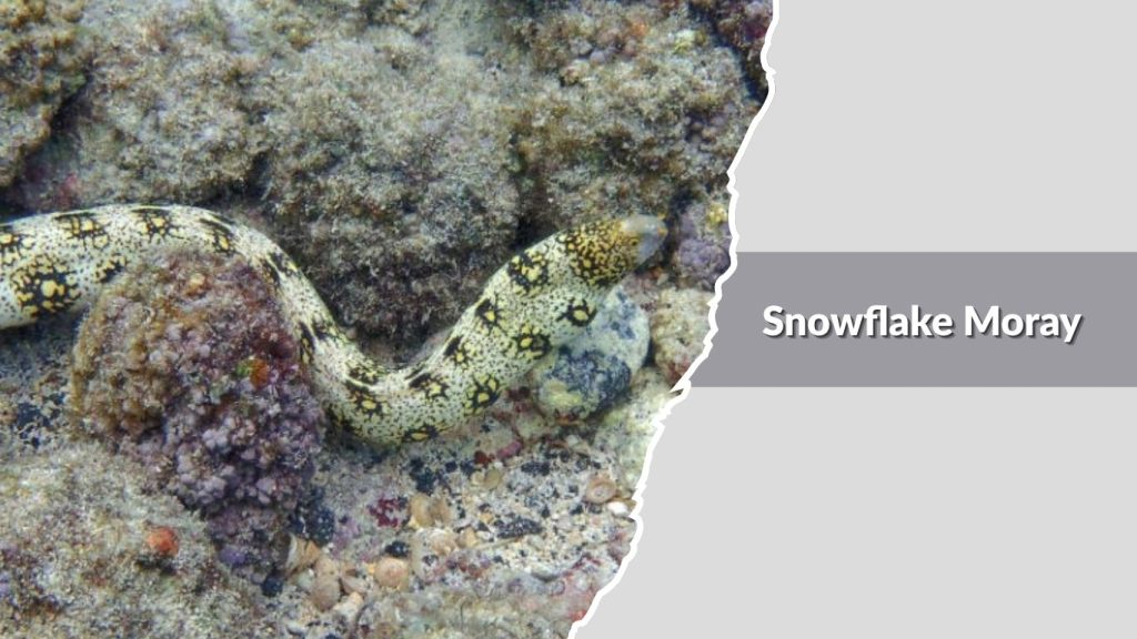 Snowflake Moray