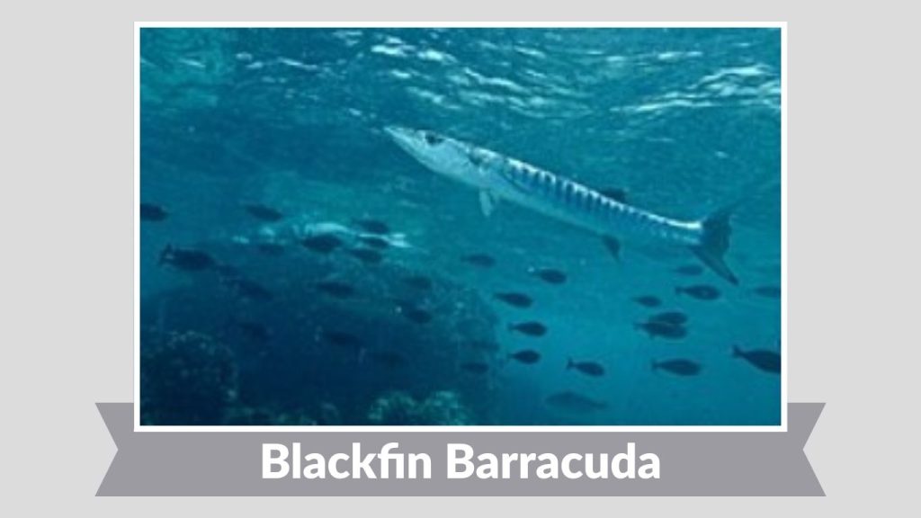 Blackfin Barracuda
