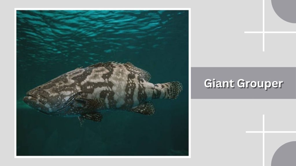 Giant Grouper