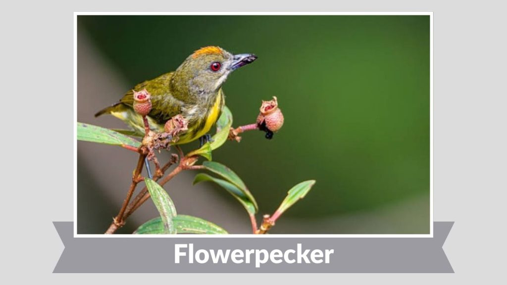 Flowerpecker