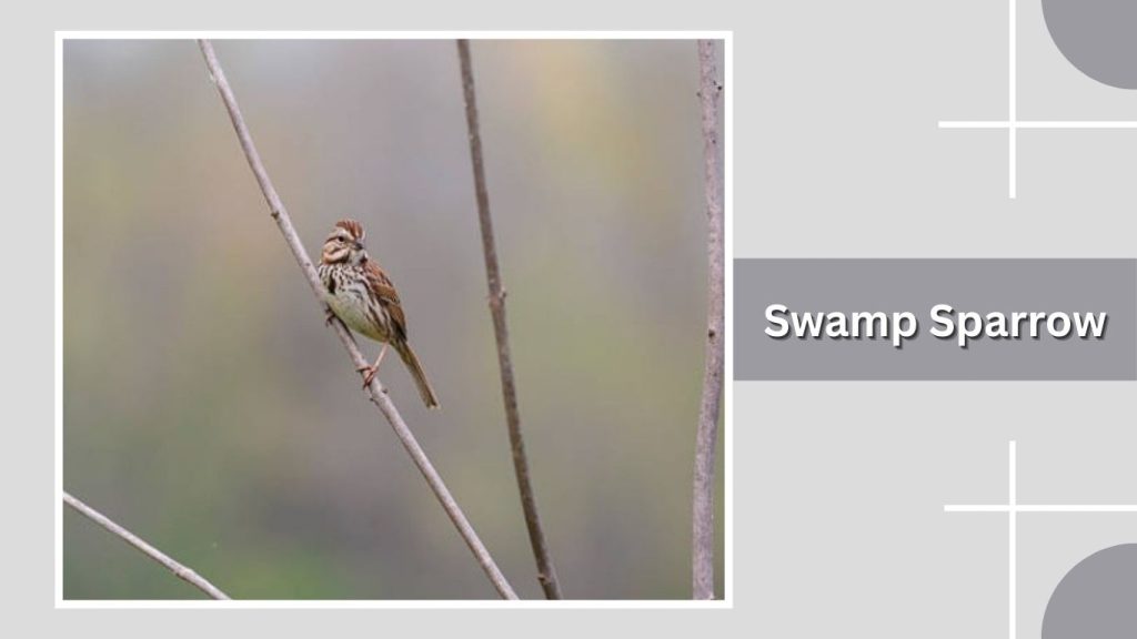 Swamp Sparrow 