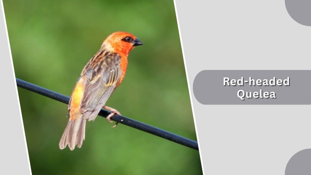 Red-headed Quelea