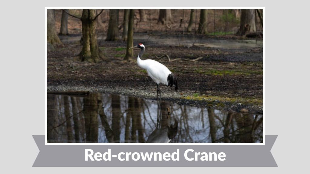 Red-crowned Crane