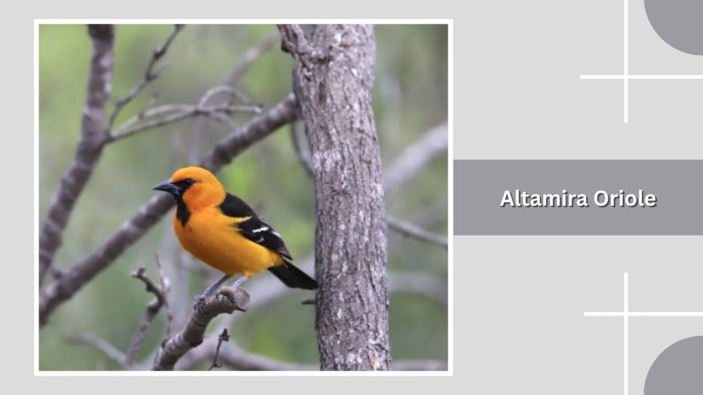 Altamira Oriole