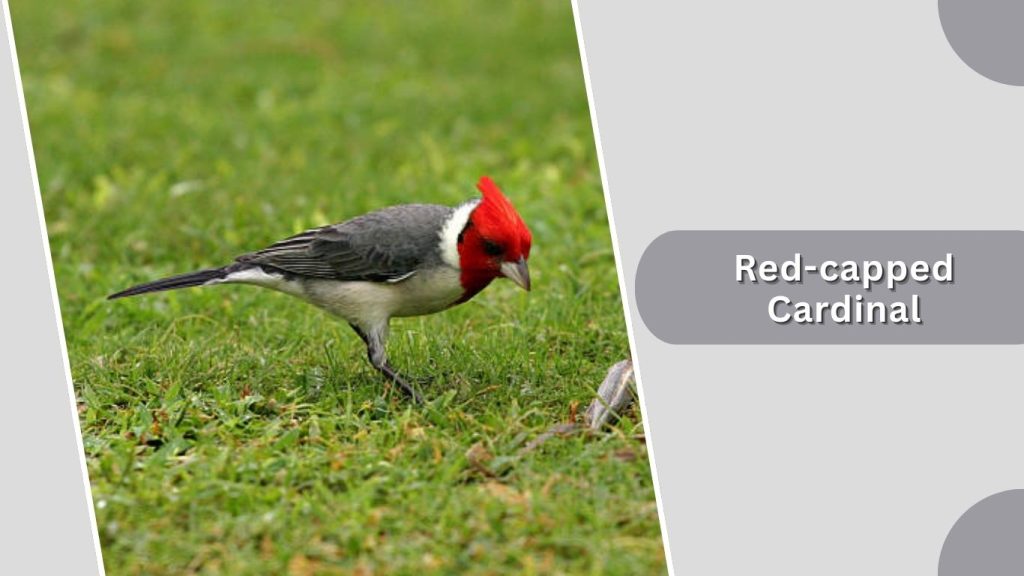 Red-capped Cardinal