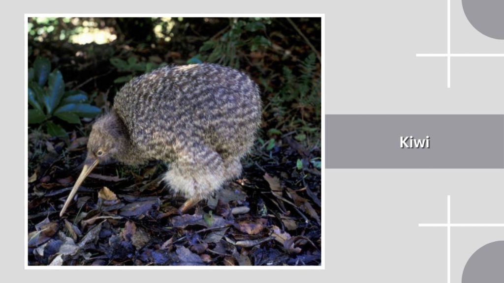 Kiwi