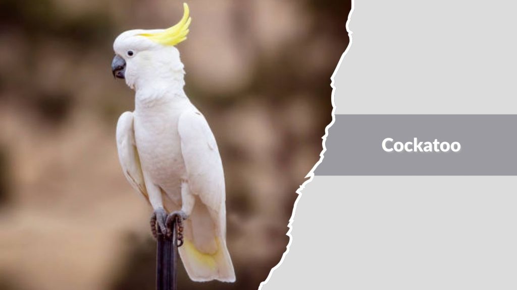 Cockatoo