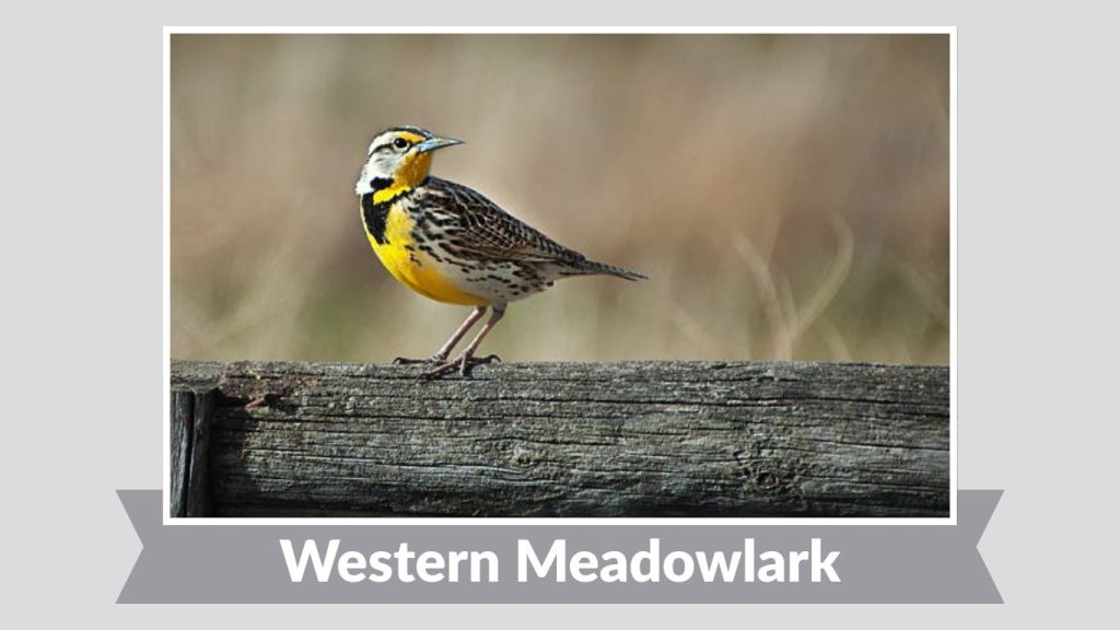 Western Meadowlark